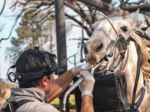 EQUSLD2001 – Odontología en sistemas productivos equinos: diagnóstico, prevención y manejo de patologías buco-dentales